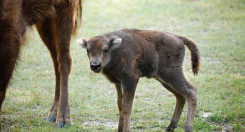 bisonte europeo