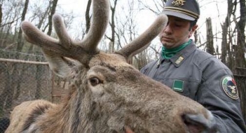 Renzi vuole sopprimere la Forestale. Esplodono le polemiche