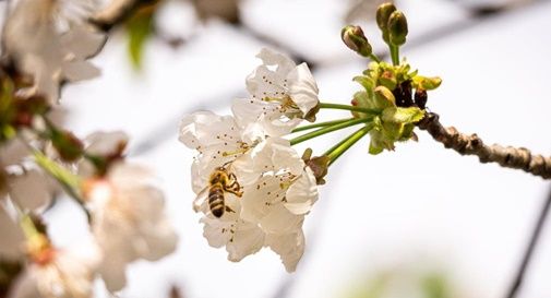 concorso fotografico Ciliegi in Fiore a Maser 