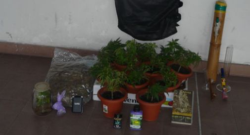 Coltivava marijuana in casa: arrestato