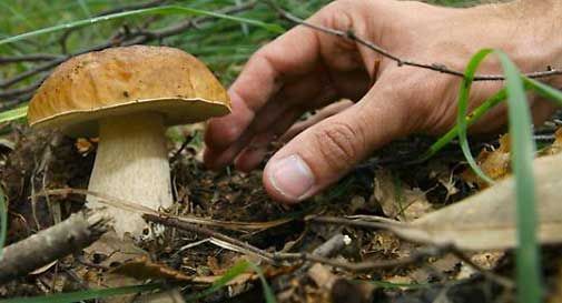 Treviso, rischiano di morire a causa di funghi velenosi