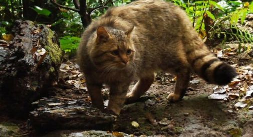 Abbatte un raro esemplare di gatto selvatico: denunciato un cacciatore