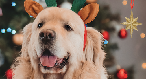 A Treviso la carica irresistibile di 300 Golden Retriver 