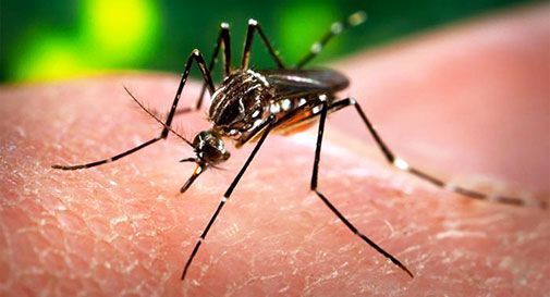 Zika, tre casi in Veneto