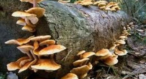 I funghi? Vietati a minori di 14 anni