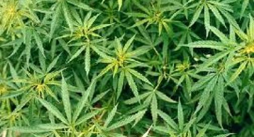 Foresta di marijuana tra il mais