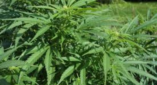 Ztl semina cannabis negli spazi verdi pubblici