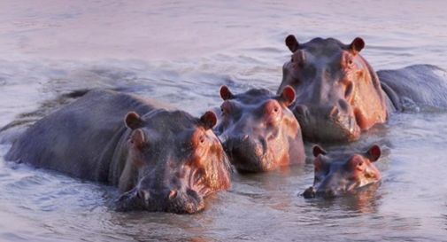 Gli ippopotami possono 'volare', lo studio a sorpresa