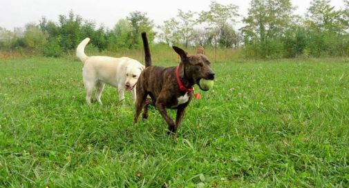 Cani, in consiglio comunale si parla dell’area per lo “sgambamento”