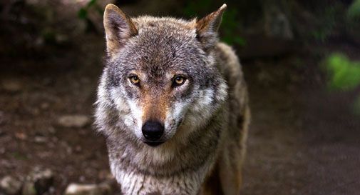 Allarme lupi, sindaci dell'Alpago preoccupati per la sicurezza: 