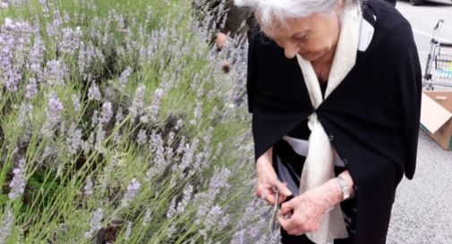 lavanda di Tarzo presso la residenza per anziani Korian