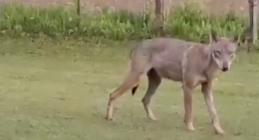 Esperti ateneo Sassari decisivi per cattura 'lupa del Piave'  L'animale aveva seminato il panico in provincia di Treviso 