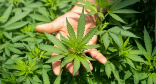 Un chilo e mezzo di marijuana, finisce ai domiciliari a Vedelago