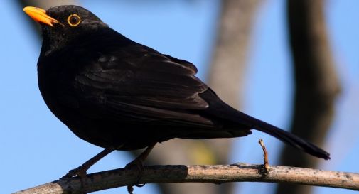 In 3mila per la Fiera degli Uccelli