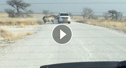 Safari col brivido in Africa, rinoceronte attacca jeep di turisti /Guarda