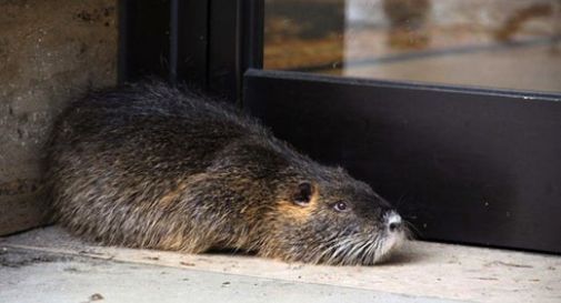 Ammazzano una nutria a bastonate davanti a un bimbo e postano in video su Youtube