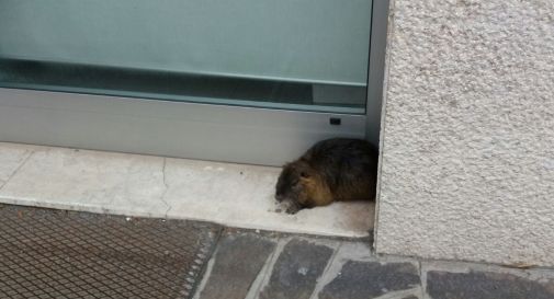 Nutria al lavasecco, arriva la Protezione Civile