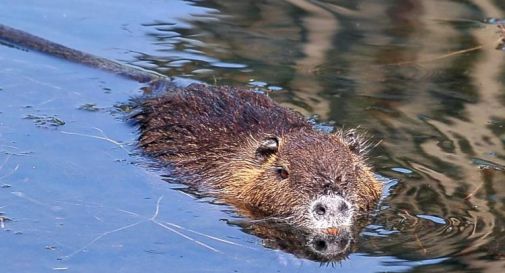 Dalla nutria al procione, la carica degli animali 'alieni' d'Europa