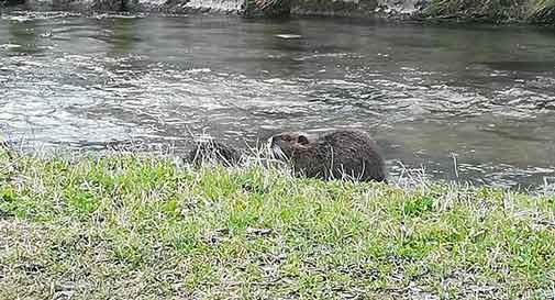 nutrie meschio vittorio veneto