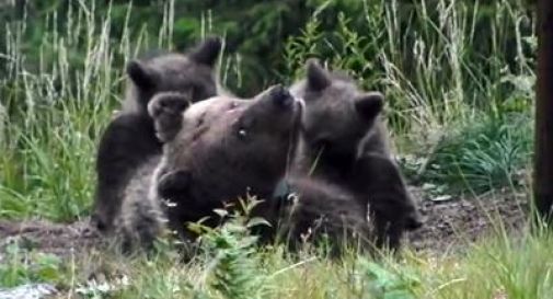 Orsa morta, Puppato vuole chiarezza: 