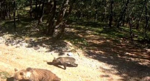 Parco Nazionale d'Abruzzo, avvistate due orse con cuccioli