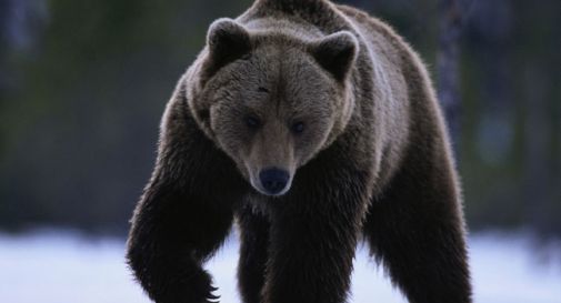 Orso svegliato dai botti scappa su pista da sci