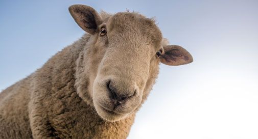 Venti carcasse di animali abbandonate lungo la golena del Piave