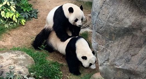 Lo zoo è vuoto? I panda fanno l'amore