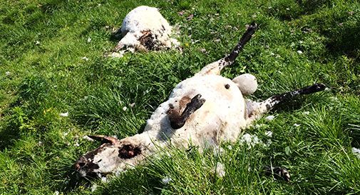 L'orso fa strage di montoni 