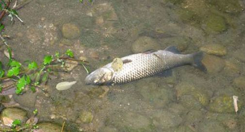 Strage di pesci nel fiume Soligo