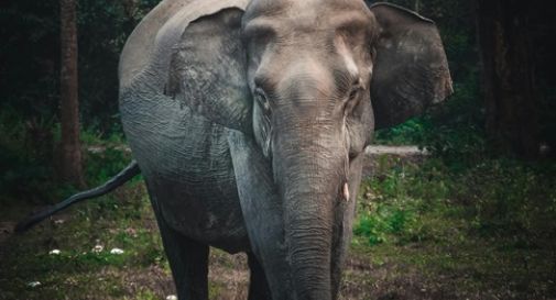 Muore dopo l'attacco di un branco di elefanti selvatici