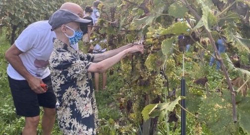 Sammy Basso e altre celebrità per la vendemmia solidale a San Pietro