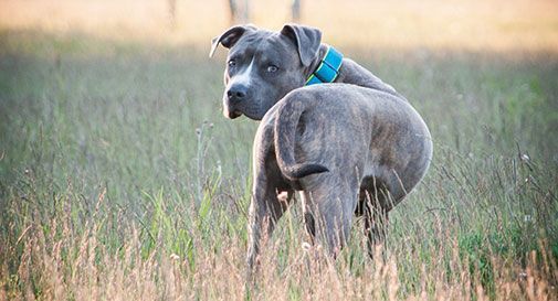 Pitbull azzanna un uomo: paura a Ponte di Piave