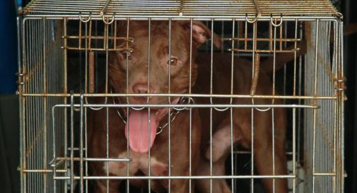 Bimba di 2 anni aggredita da pitbull a Milano: ricoverata in codice rosso 