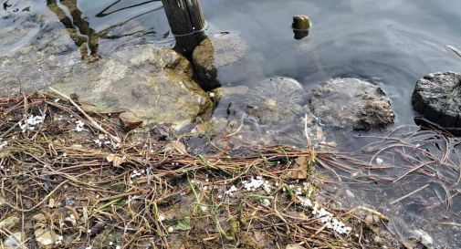 Polistirolo nel lago di Lago, il comitato “Salviamo i laghi” chiede l’intervento dei carabinieri forestali