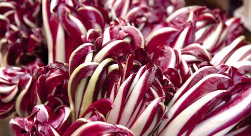 radicchio di Treviso