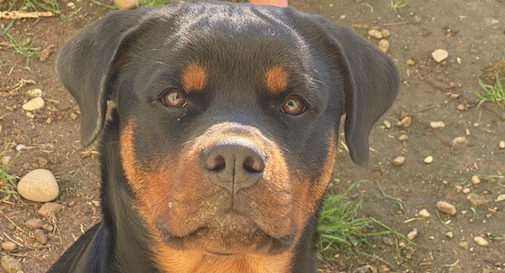 rottweiler