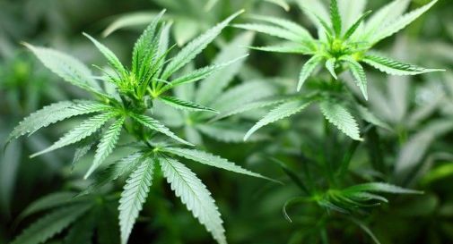 Ventiquattrenne denunciato per spaccio di marijuana a Silea