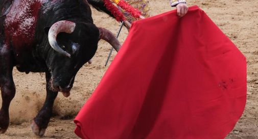 Il toro incorna il toreador, paura alla corrida - Video