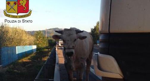 Scende dal furgone, toro in fuga sulla superstrada