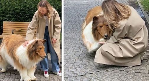 Uomo che si trasforma in cane