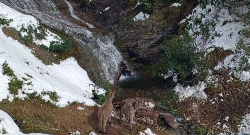 Cavalli spaventati precipitano in un dirupo, morti 18 animali