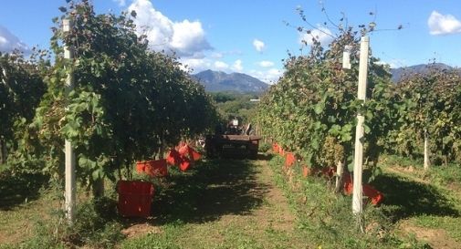 vendemmia colline prosecco