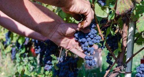 Tempo di vendemmia: in campo la meccanica di precisione