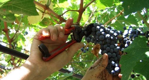 A Treviso vendemmia in calo