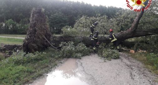 Maltempo in provincia, alberi spezzati e problemi alla viabilità