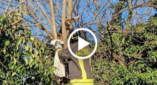 Riese, gatto bloccato da giorni su un albero, recuperato dai Vigili del Fuoco - Video