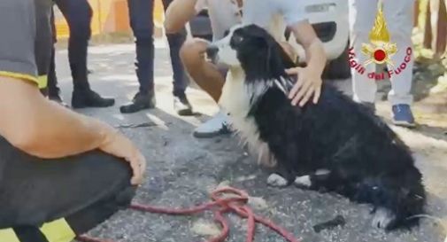 Castelfranco, cane finisce nel canale: salvato dai Vigili del Fuoco