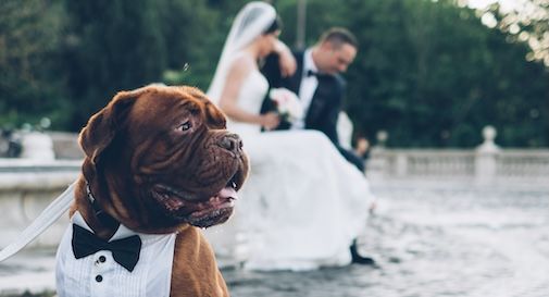 Wedding Dog Sitter