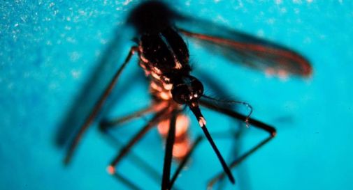 West Nile: in Veneto piano straordinario contro la diffusione 